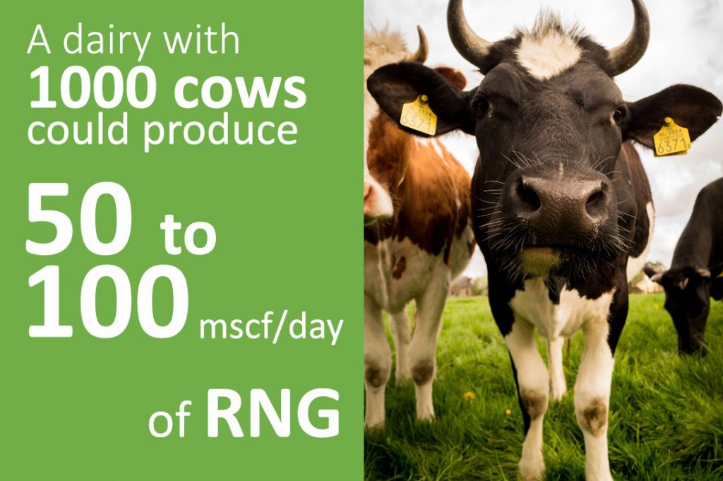 1000 cows can produce 50 to 100 mscf/day of RNG